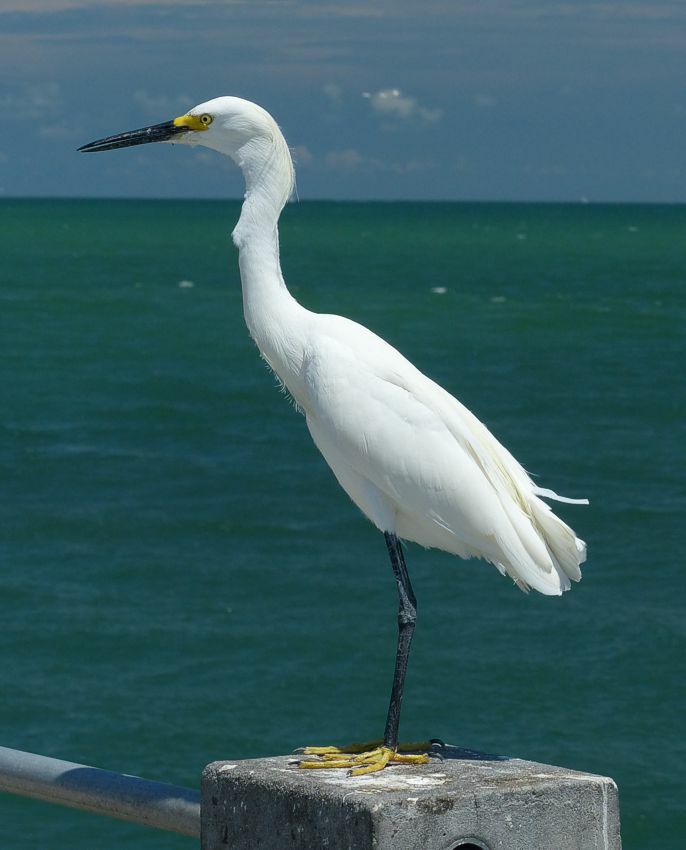 Click to See Next Image